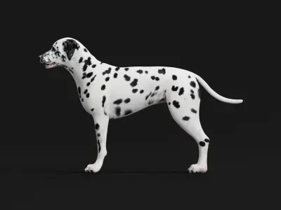 Dalmatian Dog Breed 3D model