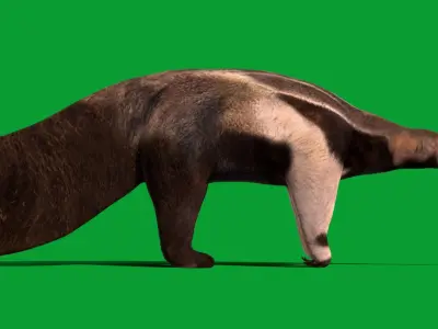 Giant Anteater Low-poly 3D model