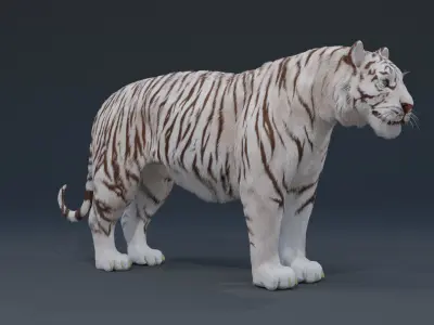 Tiger 3D model Low-poly 3D model buy
