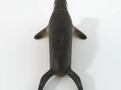 Marine seal Low-poly 3D model