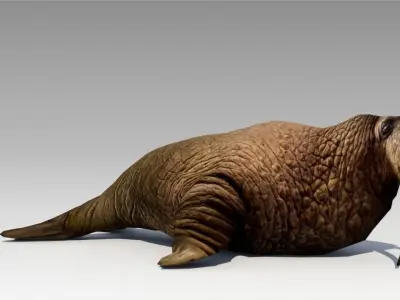 Walrus Animated 3D model