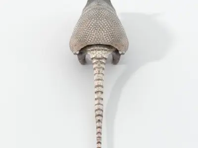 Armadillo Low-poly 3D model