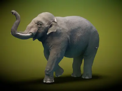 Asian Elephant Low-poly 3D model buy