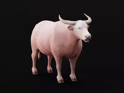 Domestic Water Buffalo  Low-poly 3D model