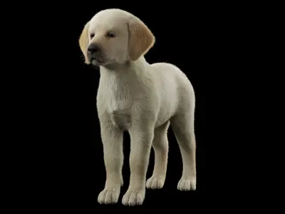 Realistic Labrador Puppy Baby 3D model