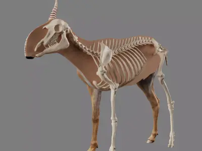 Saiga Antelope With Bone Low-poly 3D model