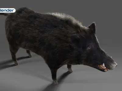 Fur Wild Boar NO Rigged in Blender Low-poly 3D model