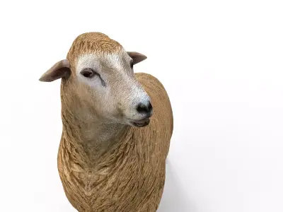 Low poly 3D Sheep Rigged Low-poly 3D model
