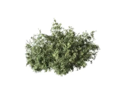 Natural Topiary Bush 3D model