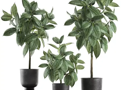 Ficus trees in a pot for the interior 850 3D model
