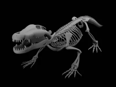 Crocodile Skeleton 3D Model Highly Detailed Clean Topology  3D model