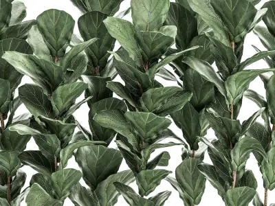 Decorative Ficus tree in a white flowerpot 514 3D model