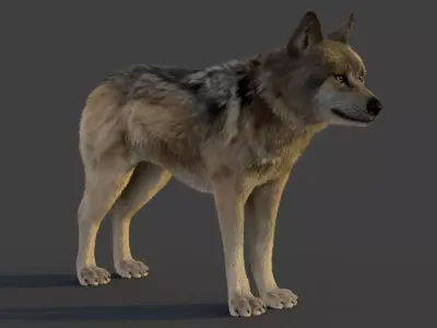 Wolf Xgen 3D model