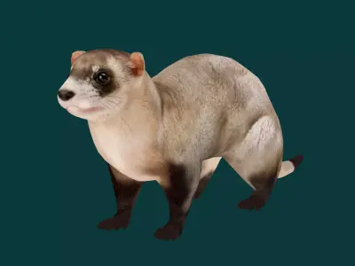 Black-Footed Ferret Animal Low-poly 3D model