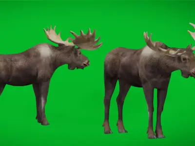 Eurasian Moose Male Low-poly 3D model