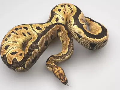 Clown Ball Python Snake 3D model