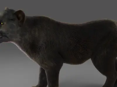 Fur Black Panther Rigged in Blender  Low-poly 3D model