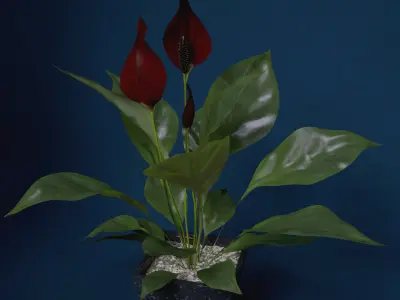 XfrogPlants Peace Lily 3D model