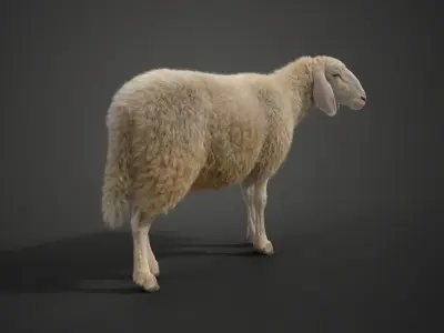 Assaf Sheep Pack Animated  VFX Grace 3D model