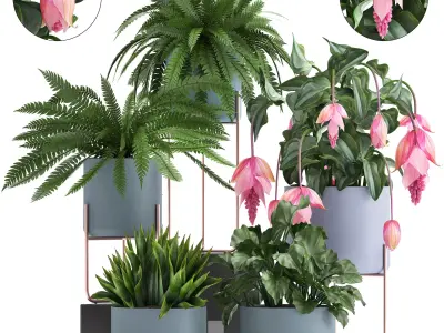 Collection of Exotic plants 3D model