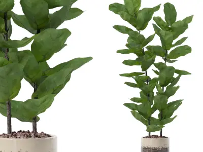 Ficus lyrata in modern flower pot 3D model 2