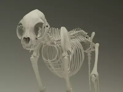 Skeleton Cat Low-poly 3D model