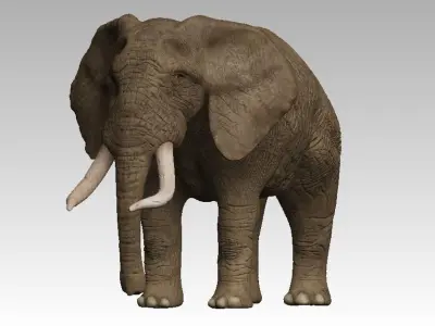 Brown Elephant Low-poly 3D model