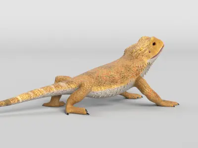 Bearded Dragon Lizard Low-poly 3D model