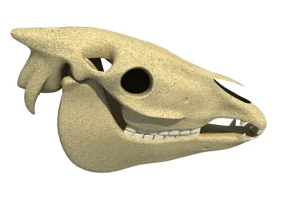 Bones of  Donkey Skull 3D model