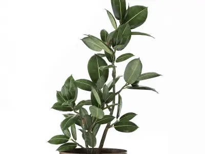 Ficus in a flowerpot for the interior 918 3D model