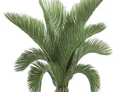 Decorative palm in a white flowerpot  513 3D model