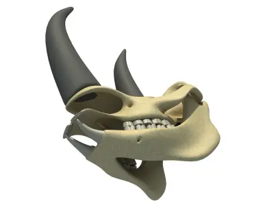 Rhino Skull 3D model