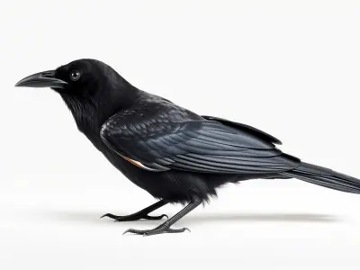 American Crow 3D Model with Realistic Black Plumage Low-poly 3D model
