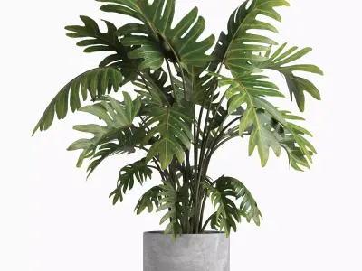 indoor plant 043 3D model