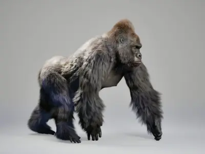 Gorilla Animated UNREAL project  Maya base rig 3D model