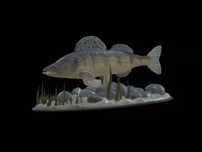 BIG ZANDER UNDERWATER STATUE DETAILED TEXTURE FOR 3D PRINTING 3D print model