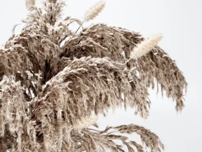 Bouquet05 Dry Pampas 3D model