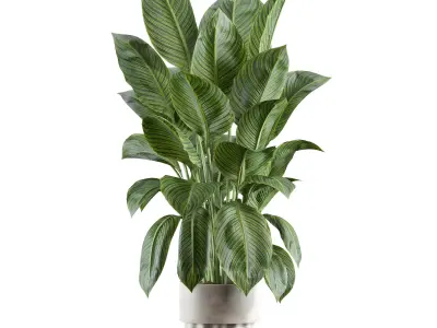 indoor plant 315 3D model