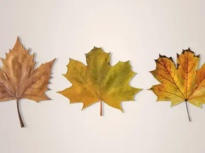 Autumn Maple Leaves Low-poly 3D model
