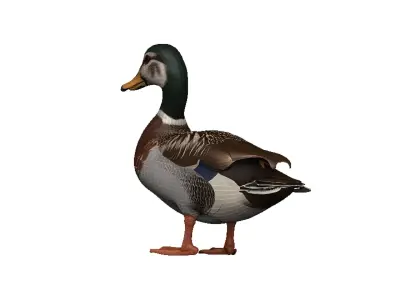 Duck-Duck Low-poly 3D model