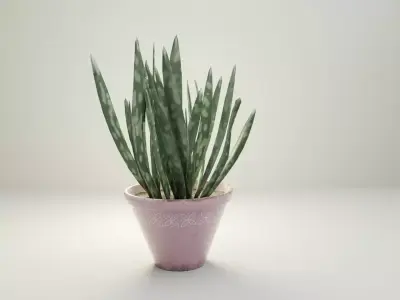 ALOE VERA PLANT Free low-poly 3D model