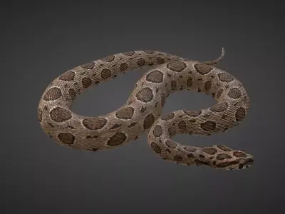 Russell Viper Rigged VFX Grace 3D model