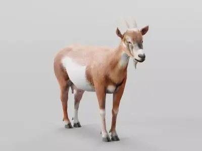 Diary Goat Low-poly 3D model