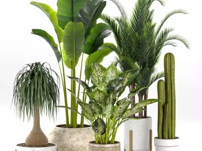 Indoor Tropical Plants Collection 3D model