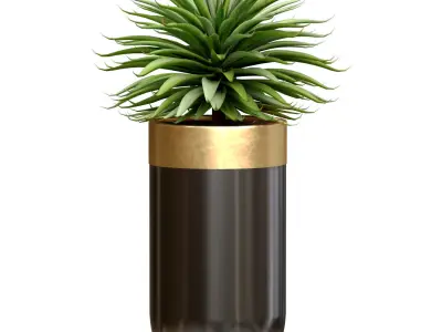 Decorative tropical Agave plant in modern Luxury flower pots 3D model