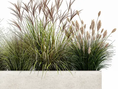 Pampas grass for landscaping 1078 3D model