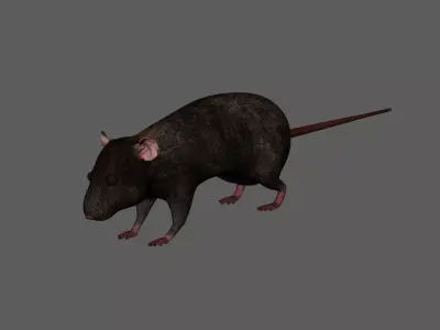 3D Realistic Rat Model with RIG 3D model