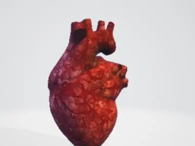 Realistic and Symbolic Heart - Beating and Still Variants Free low-poly 3D model