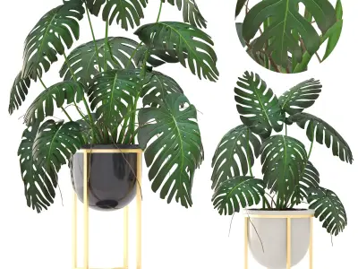 Monstera monster plant in gold stand 3D model
