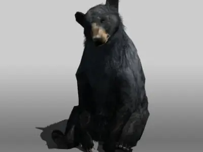 Black Bear Low-poly 3D model